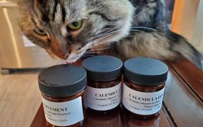 Chinese Herbal Medicine for Pets?