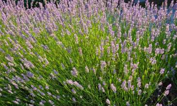 lavender-featured