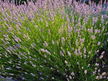 A lavender bush