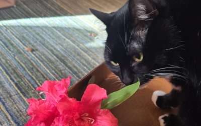 Plants and Pets