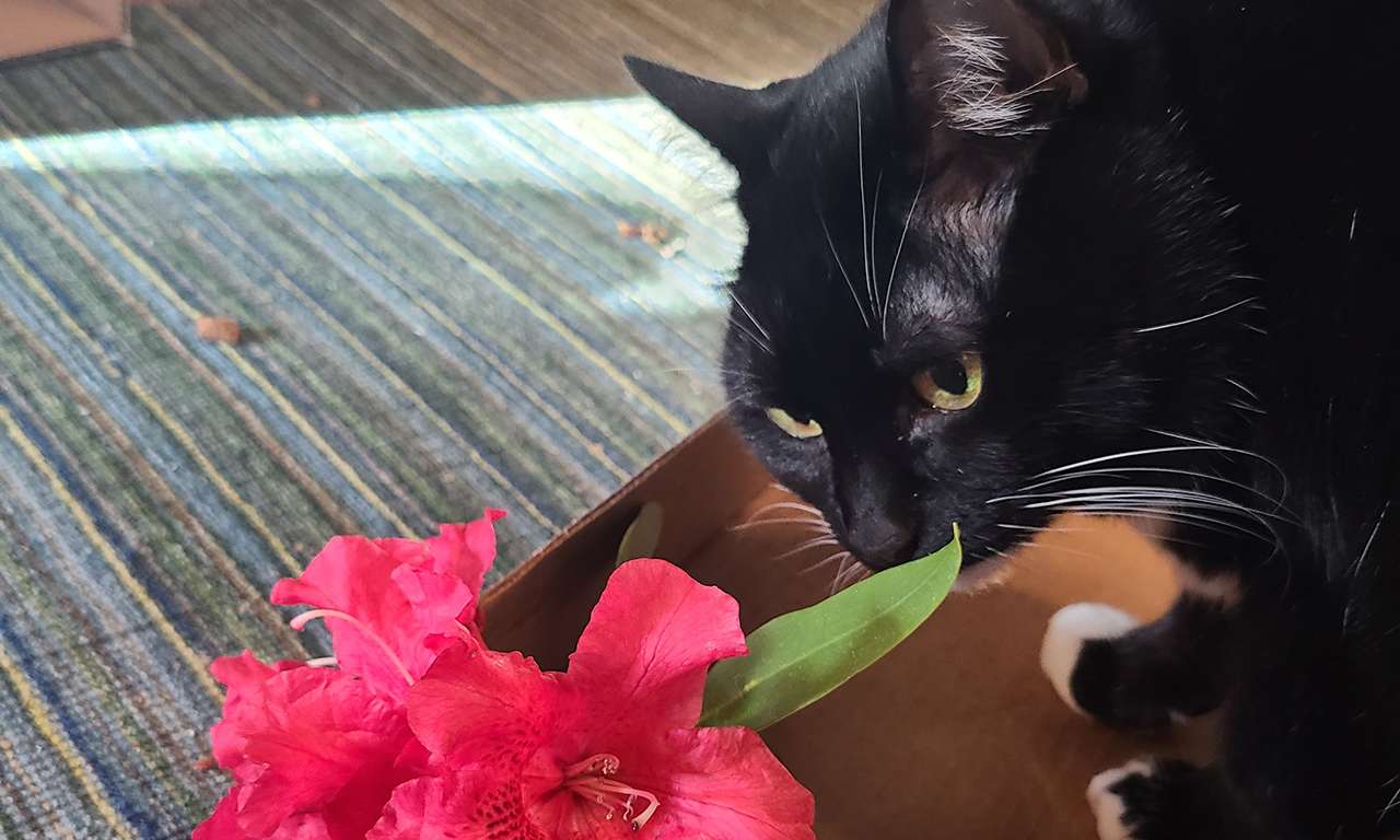 Black and white cat sniffing a rhododendron flower