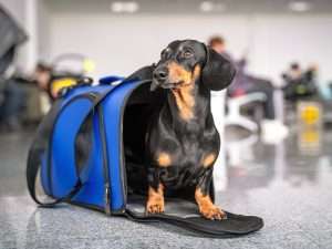 Dachshund dog coming out of a travel carrier in an airport.