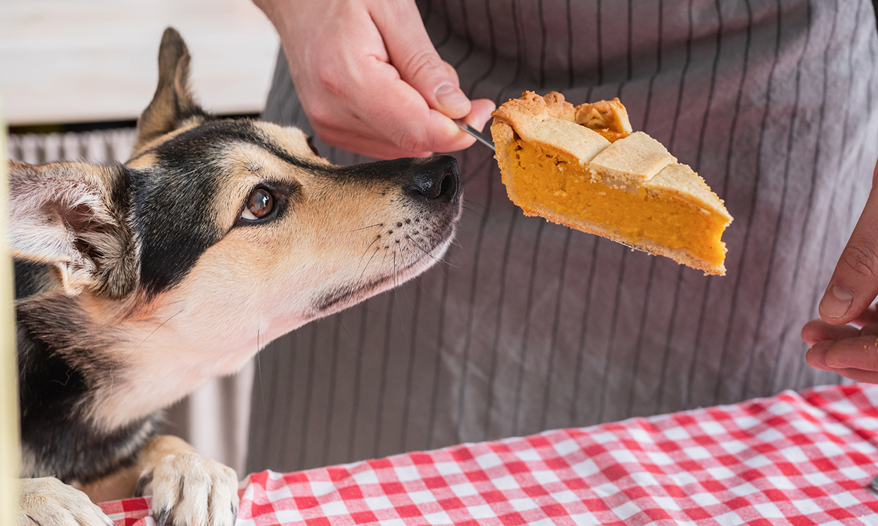 Dog leaning in toward pumpkin pie slice
