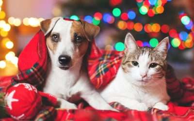 Meowy Holidays and a Hoppy New Year
