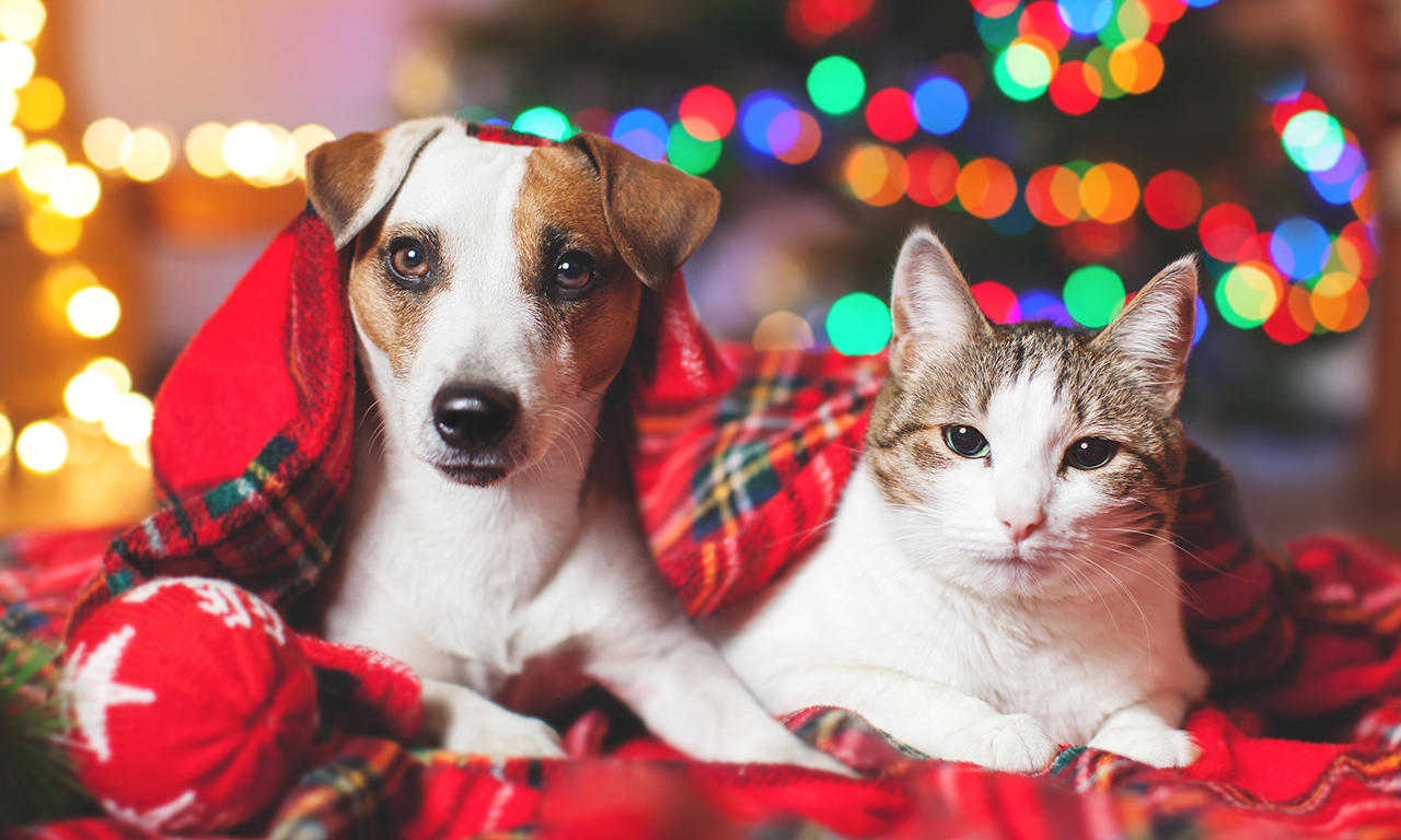 Cat and dog under a Christmas tree