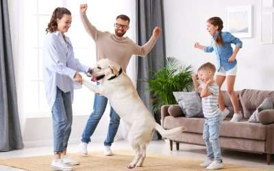 Dancing with Cats and Dogs