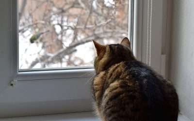 Avian Flu and Our Pets