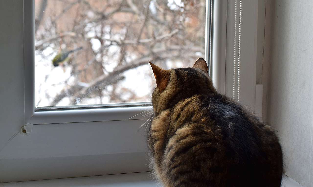 A brown tabby cat watching a bird on a branch outside the window.