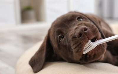 Kisses! Pet Dental Health