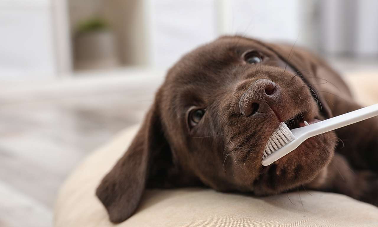 Chocolate lab puppy laying lazily with a toothbrush in its mouth