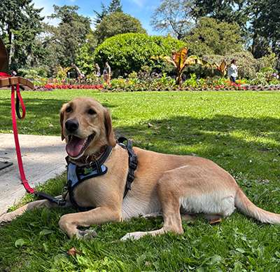 Yellow labrador tied to a park bench in a beautiful park