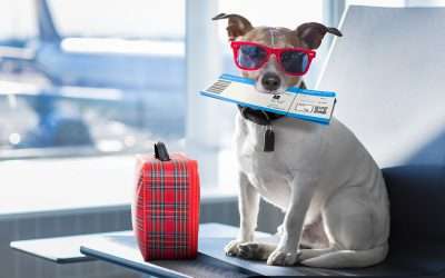Vacay with your pets