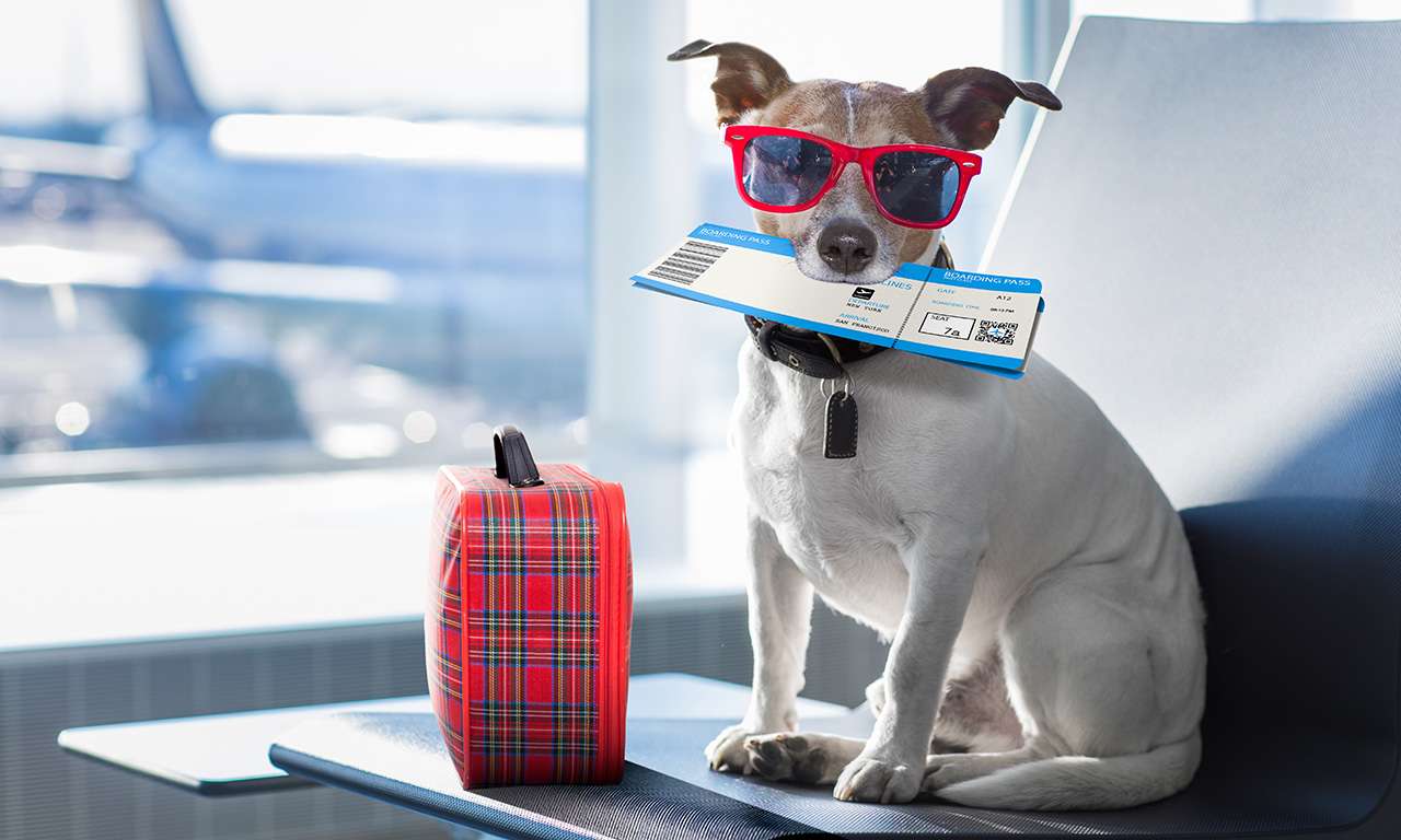 A small dog with a little plaid suitcase and plane ticket in its mouth at the airport