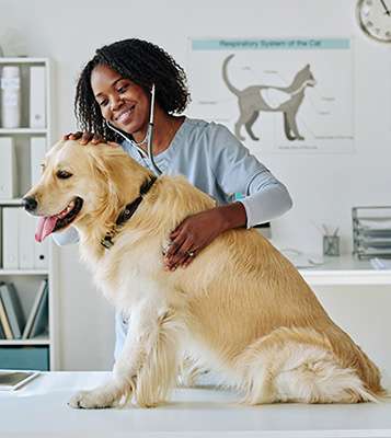 Female African American veterinarian examining a golden retriever.