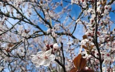 Spring forward slowly