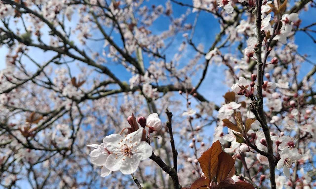 Looking up at a cherry blossom tree against the blue sky.