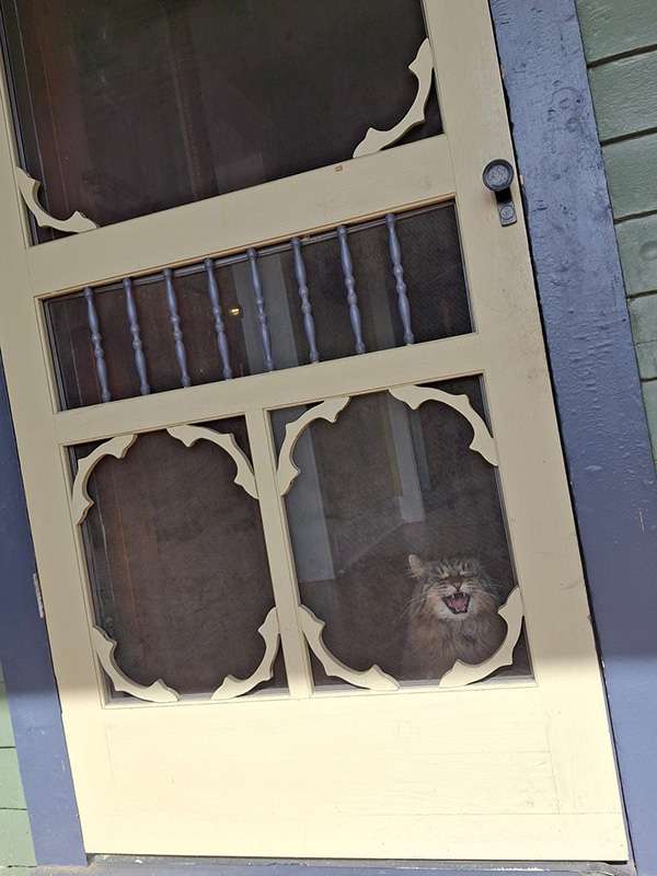 A large fluffy cat looking out through a screen door.